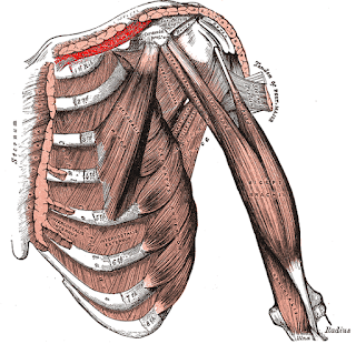 subclavius muscle, action, muscle picture