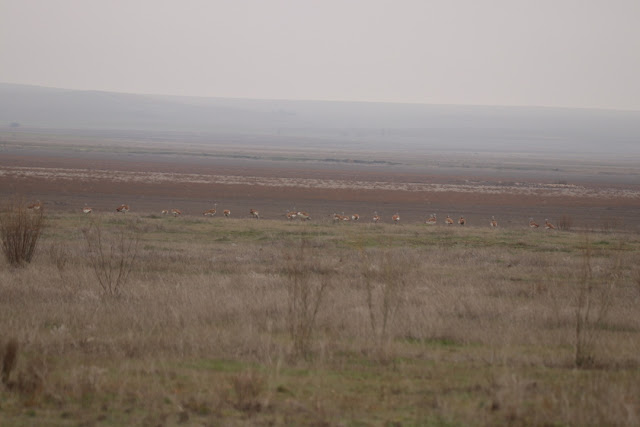 Avutardas en Villafafila