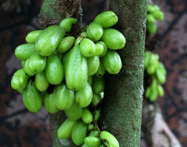   Aneka Manfaat Buah Belimbing Wuluh untuk Kesehatan