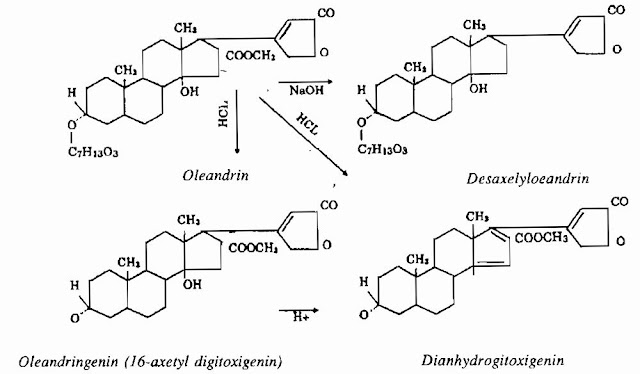 Thành phần HH Cây Trúc Đào - Nerium oleander - Nguyên liệu làm thuốc Chữa bệnh Tim