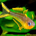 Ikan Garpu Ekor Kuning (Forktail Rainbowfish)