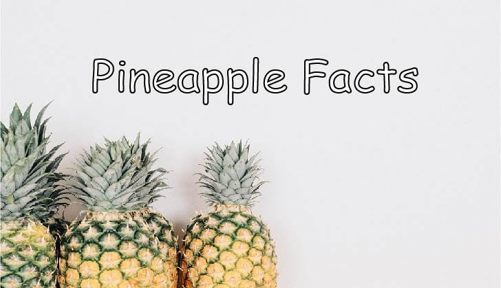 Pineapple Facts