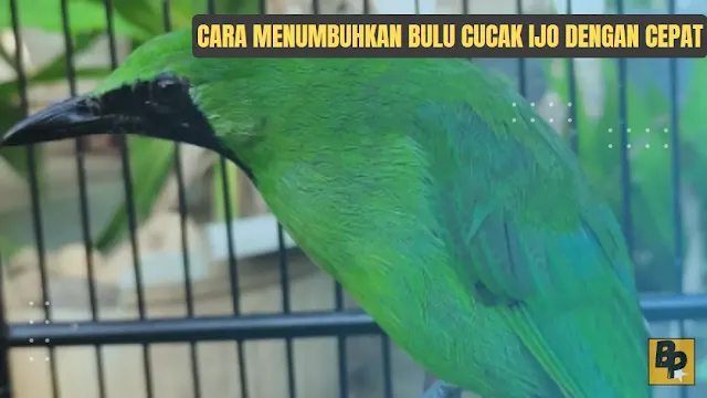 Cara Menumbuhkan Bulu Cucak Ijo dengan Cepat