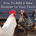 How to Integrate a New Rooster Into Your Flock