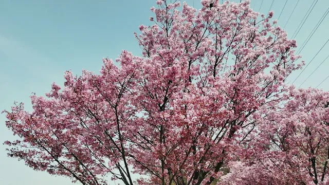 新横浜公園周辺の桜  横浜緋桜