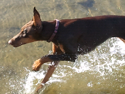 My Jenny Running in Clear Lake Cell Photo by Trisha Field