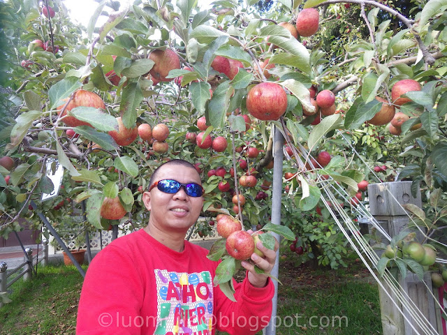 Fushoushan Farm apple picking