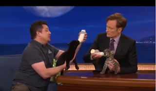 Feeding baby jaguars