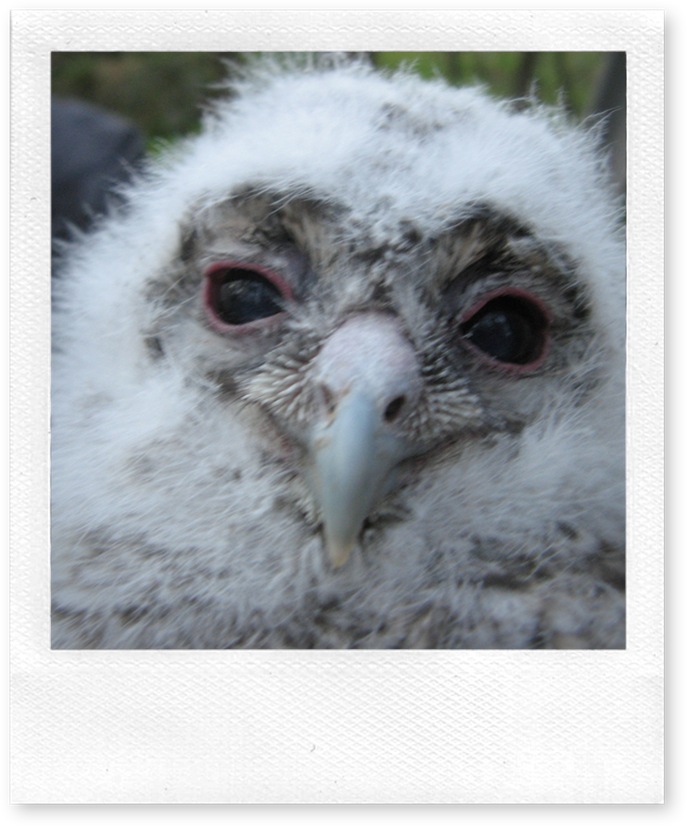 Fluffy kattugleunge 020