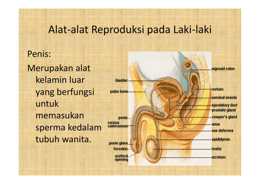 BIOLOGI GONZAGA SOAL REPRODUKSI  MANUSIA KELAS 9 SMP