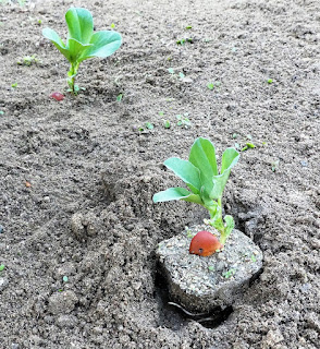 そら豆の苗づくりと苗の植え替え と こかぶの 子 野菜畑は花ざかり