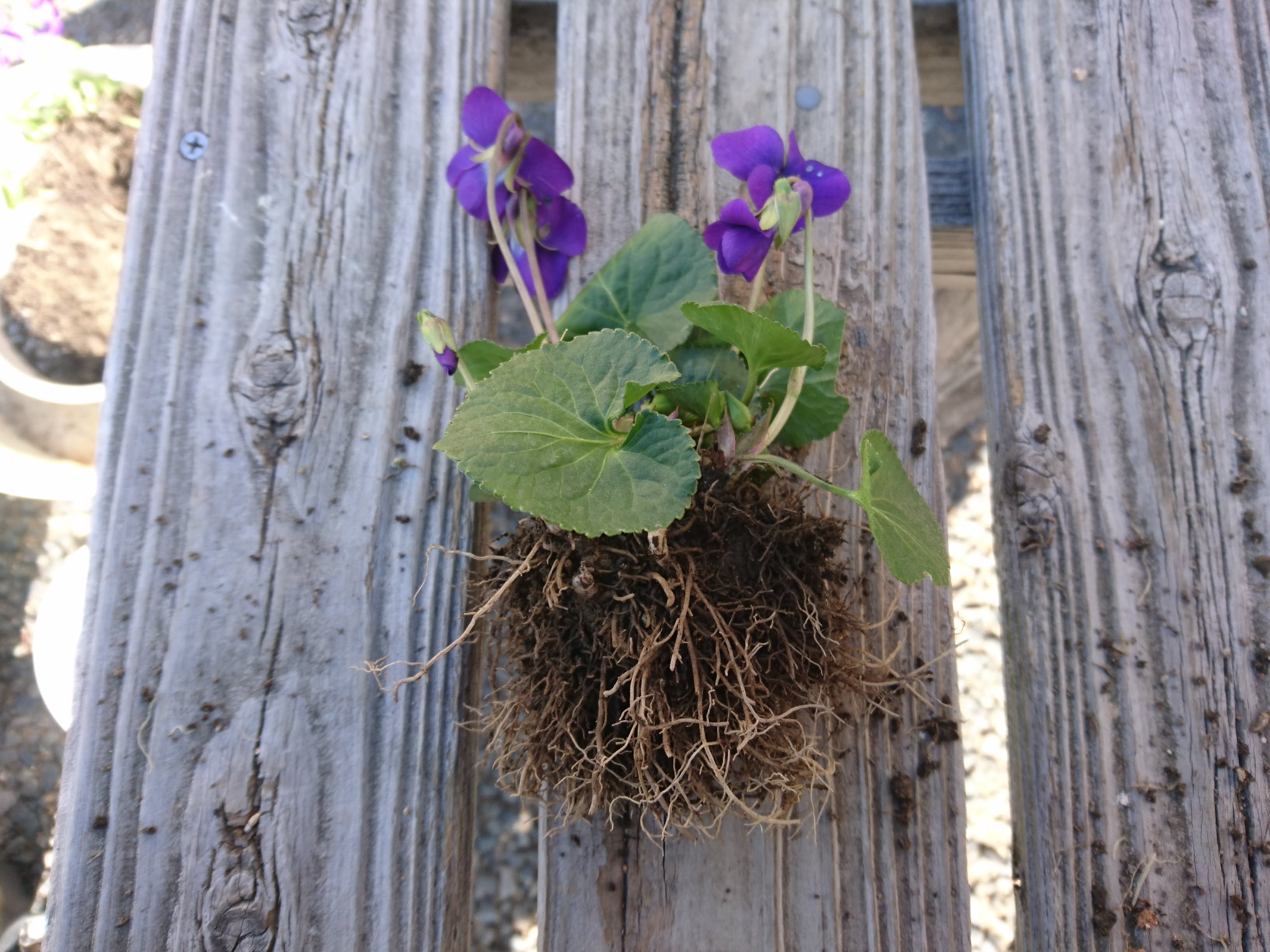 ニオイスミレの育て方 よい香りの小さな花を寒い冬に楽しむ メダカの大工