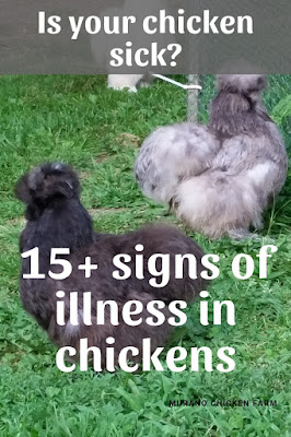 Determining illness in chickens