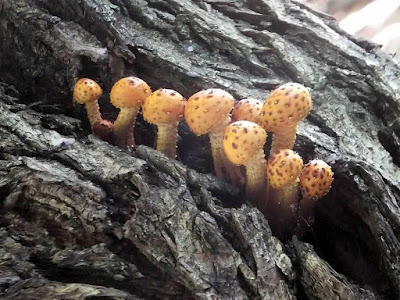 Golden Scalycap Pholiota aurivella garden tree plant сад flower grow дерево vegetable fruit цветок seeds grass растение berry growing семена фрукт landscaping planting трава многолетние gardening perennial огород выращивание cultivation shrub ягода куст озеленение посадка садоводство многолетник овощеводство