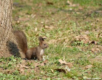 Veverita Sciurus vulgaris Red Squirrel Scoiattolo Écureuilroux Eichhörnchen Európai mókus