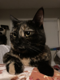 A close-up photo of a black and brown tortoiseshell cat lying down on a person's chest