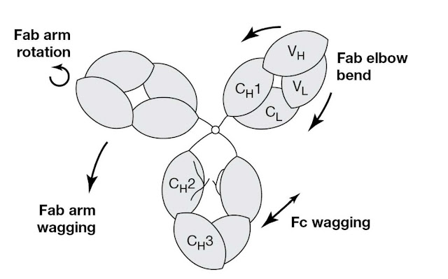 Modes of flexibility in the IgG (human IgG1) molecule