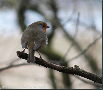 13-robin