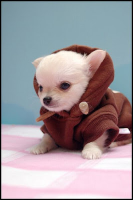 Roupas para Cachorros | Star Wars