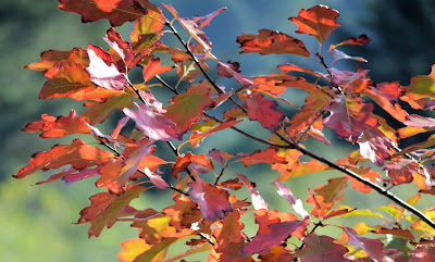 Photo of fall oak leaves by Nancy Zavada