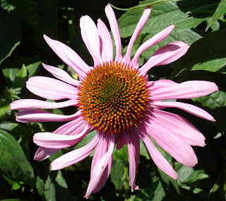 purple cone flower or echinacea