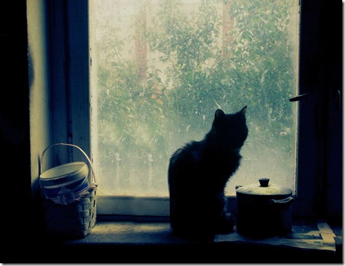 pets15