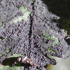 Close-up of dark-purplish Sooty Mold nearly covering a green leaf.