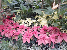 Allan Gardens Conservatory 2019 Winter Flower Show eightteen by garden muses--not another Toronto gardening blog
