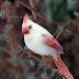 Albino Cardinal: