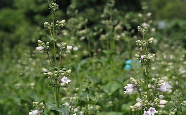 Foxglove Beardtongue Flowers Pictures