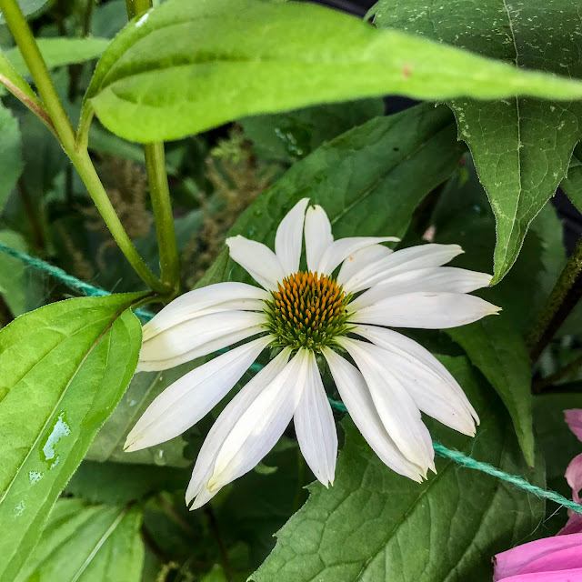 echinacea