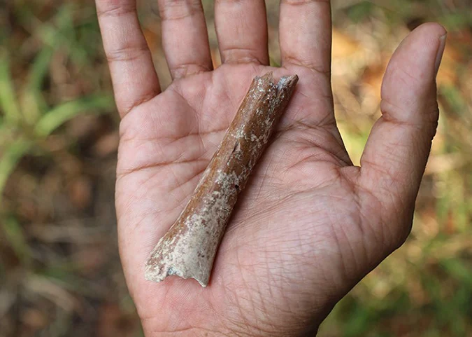 Early evolution of small body size in Homo floresiensis