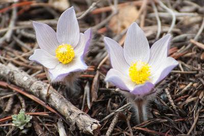 Pasque flowers