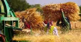 India's 'U-turn' on wheat exports