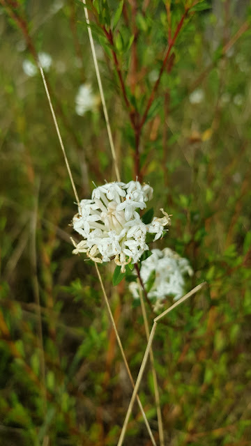 Wild native flowers in Tahmoor!