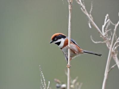 Black-throated Bushtit at Yanghu Wetland Park