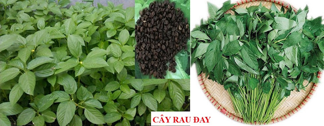 Tự Chữa Bệnh Bằng Cây Thuốc Nam - CÂY RAU ĐAY