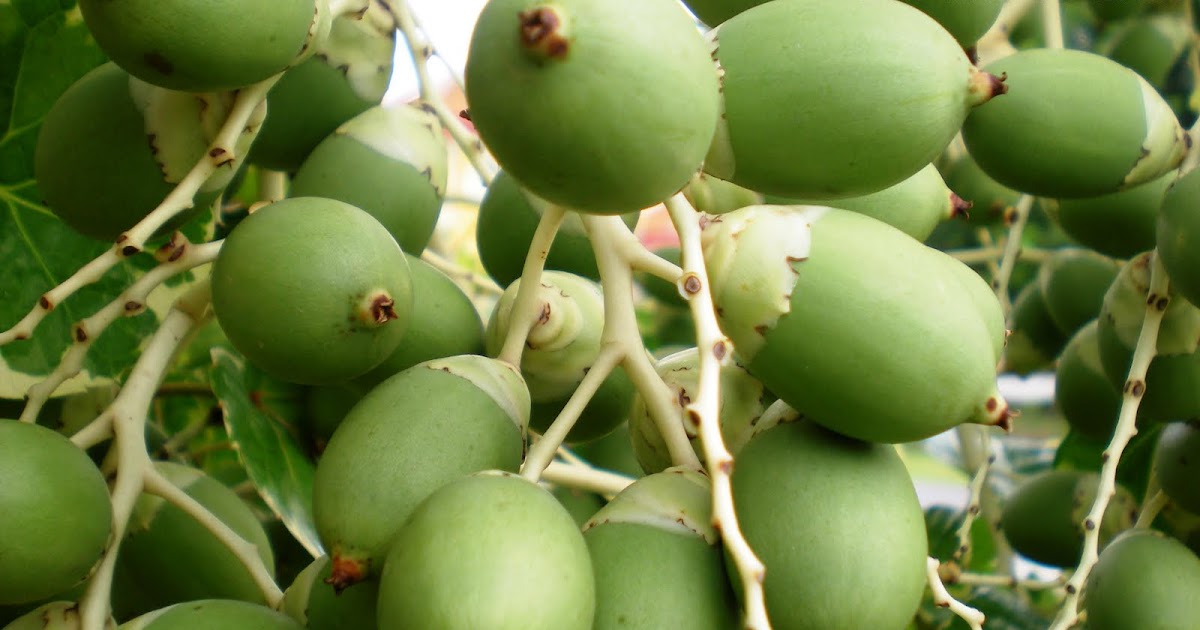 Ramuan mengencangkan buah dada ~ gerobak tanah tua