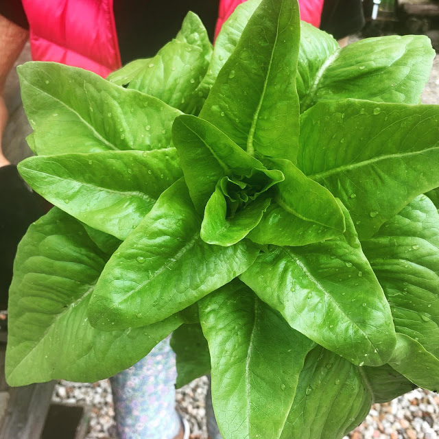 Deer Tongue Lettuce