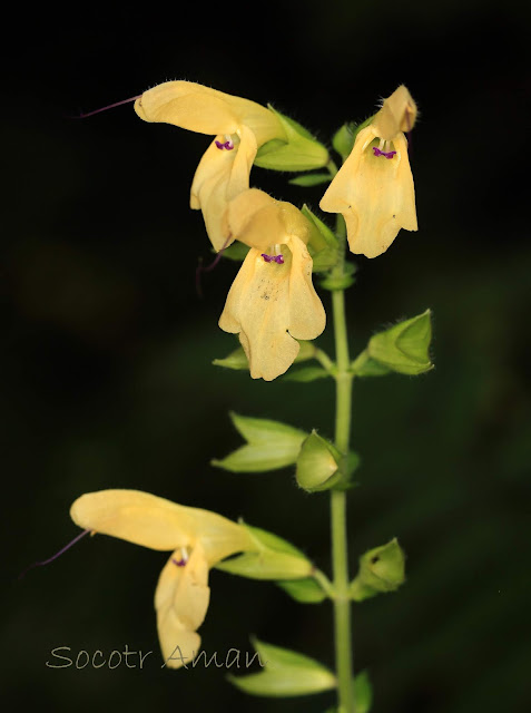 Salvia nipponica