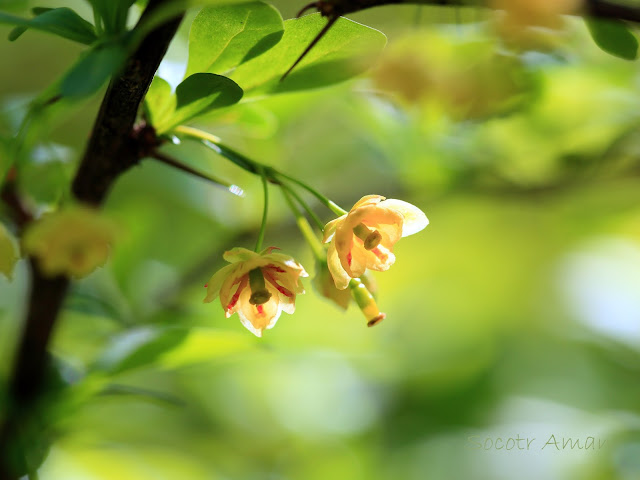 Berberis thunbergii