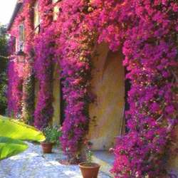 Climbing Flowers Climbing Flowers