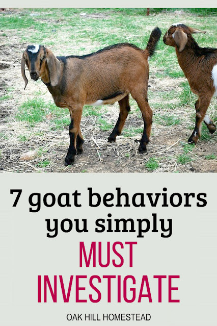 Two brown goats in a pen. Knowing what is normal for your own goats will help you know when they aren't quite right and may need medical help.