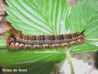 Euthrix potatoria - Buveuse - Bombyx buveur