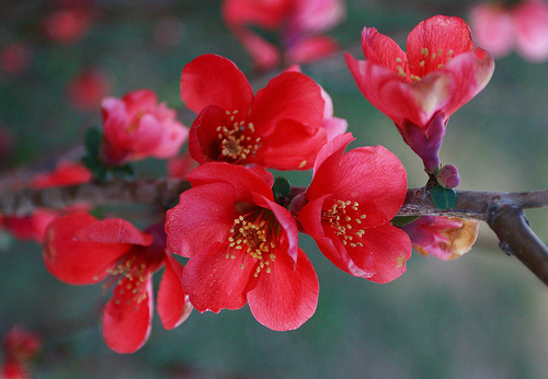 Japanese Flowers