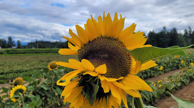 A weird shape sunflower