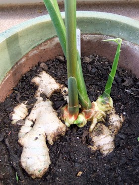 #Gardening : Growing Ginger In Containers