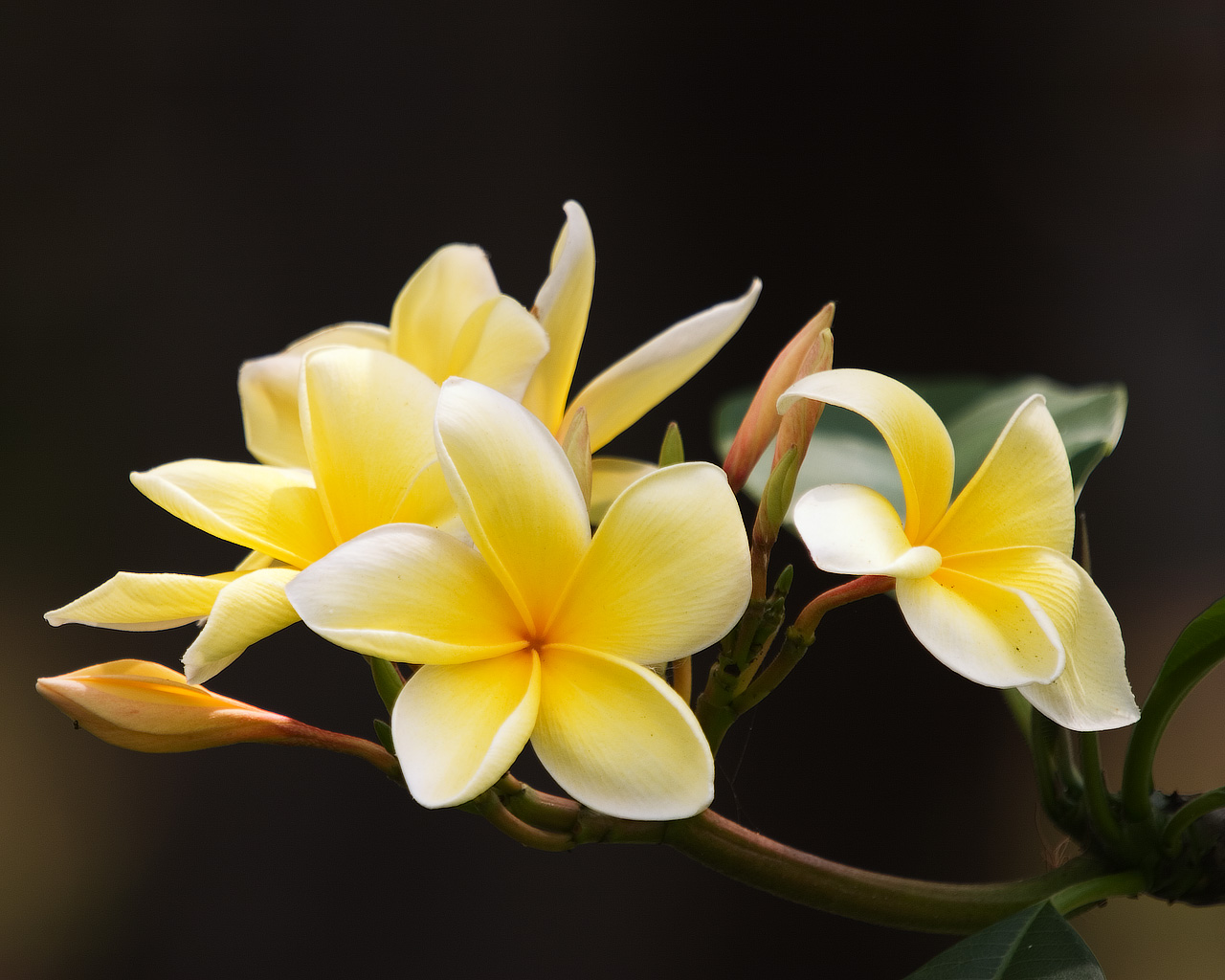 Flowers Wallpapers: Frangipani Flowers Wallpapers