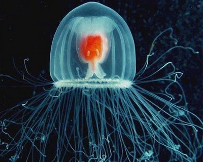 Immortal Jellyfish on So Apparently This Jelly Fish Is Practically Immortal It Can