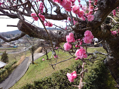 円福寺境内の梅